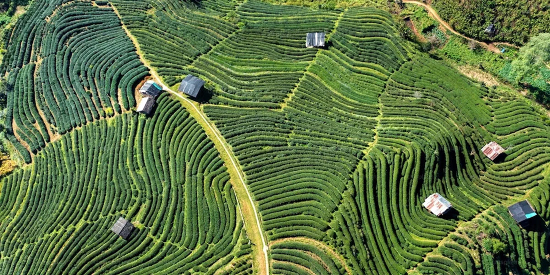 Le voyage du thé, du champs à la tasse :