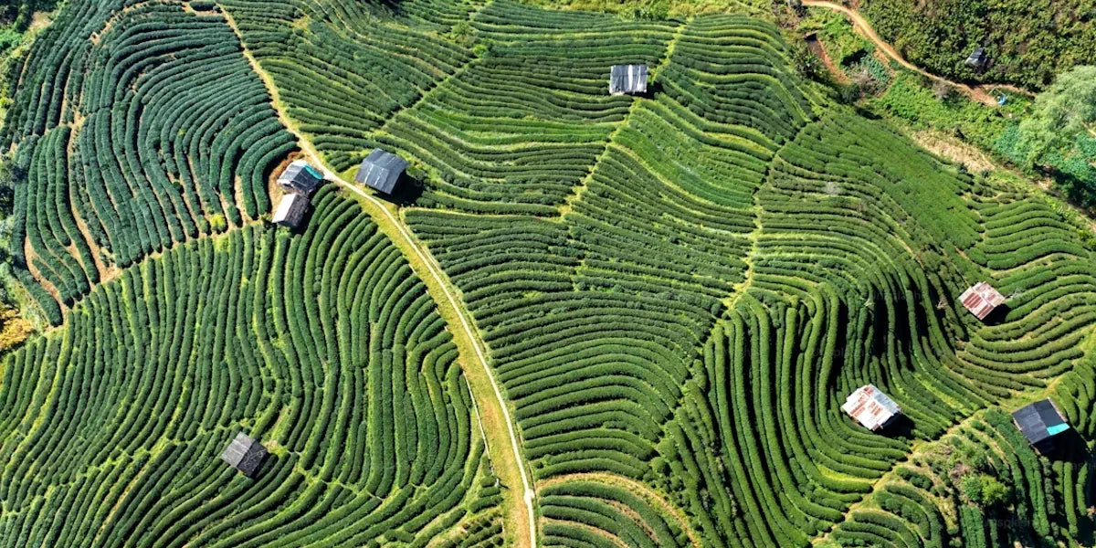 Le voyage du thé, du champs à la tasse :